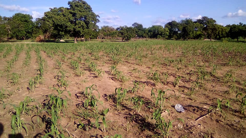 🔵[#SAISON_HIVERNALE]: le constat à Sapouy ( Ziro, BURKINA FASO)